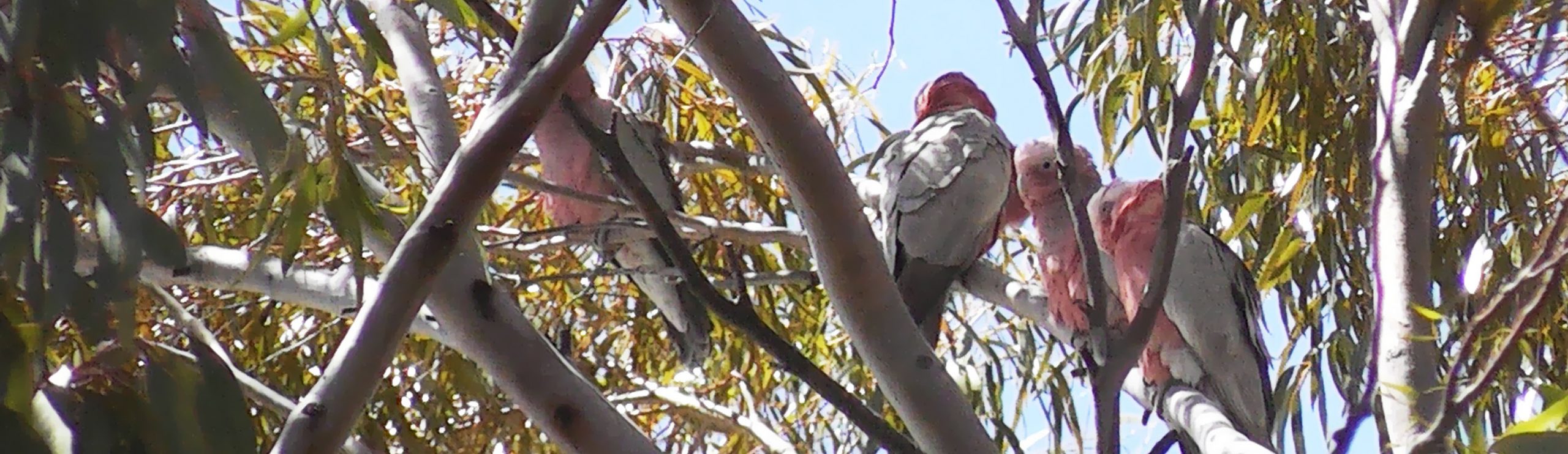 Guided Nature Meditation by Senka with birds