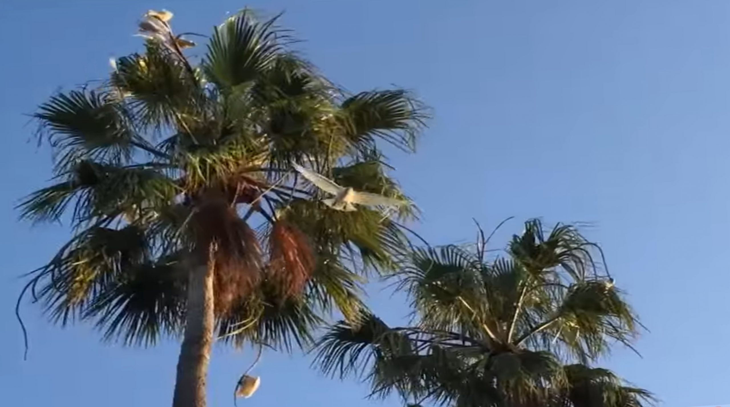 Guided Meditation with nature sounds, Testimonials and the Benefits of Guided Meditation. Teaches you to be observant of every sound around you. Corellas playing in the trees