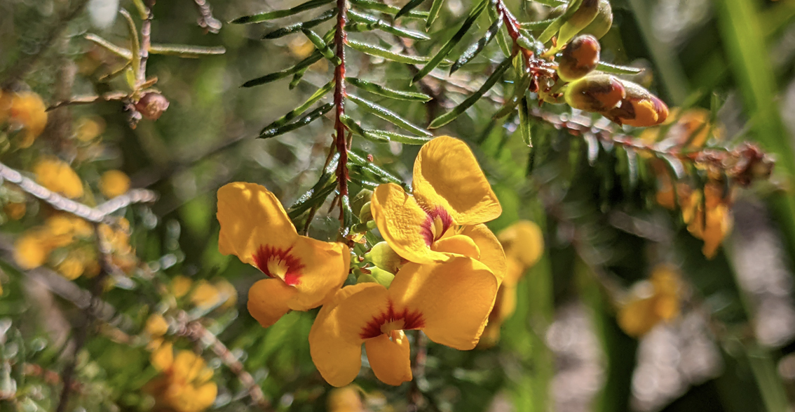 Mother Earth Healing and Grounding Meditation. Meditation for Grounding and Centering with Gaia. Spring native flowers