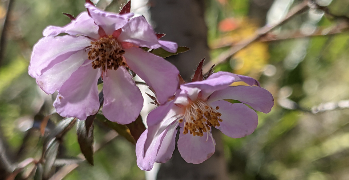 Mother Earth Healing and Grounding Meditation. Meditation for Grounding and Centering with Gaia. Spring native pink flowers