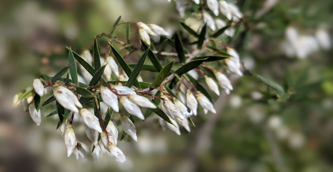 Mother Earth Healing and Grounding Meditation. Meditation for Grounding and Centering with Gaia. Spring native white flowers