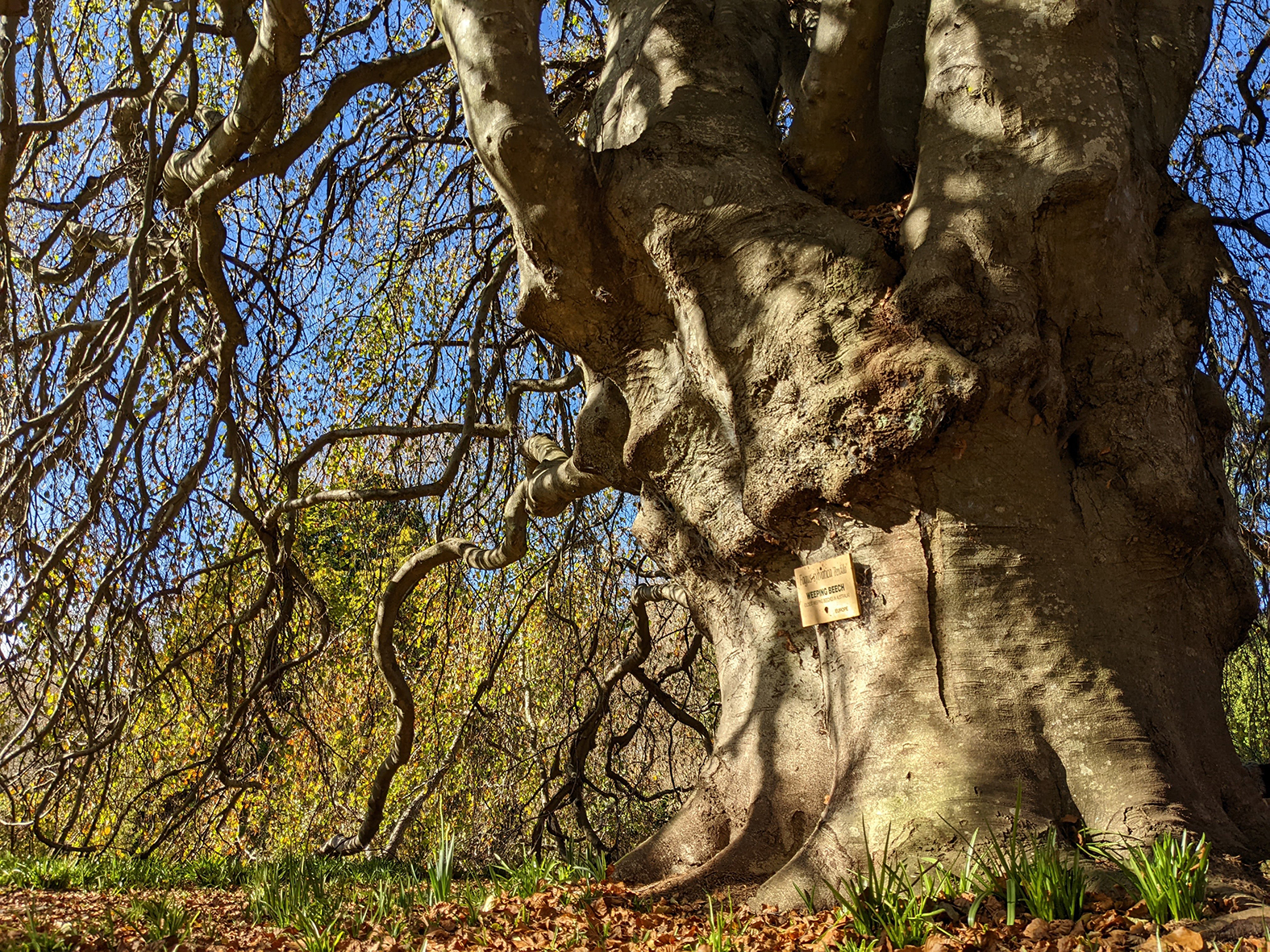 Meditation with Trees, spiritual connection between humans and trees. Message from Elk 120 year old Weeping Beech and sister tree called Elm.