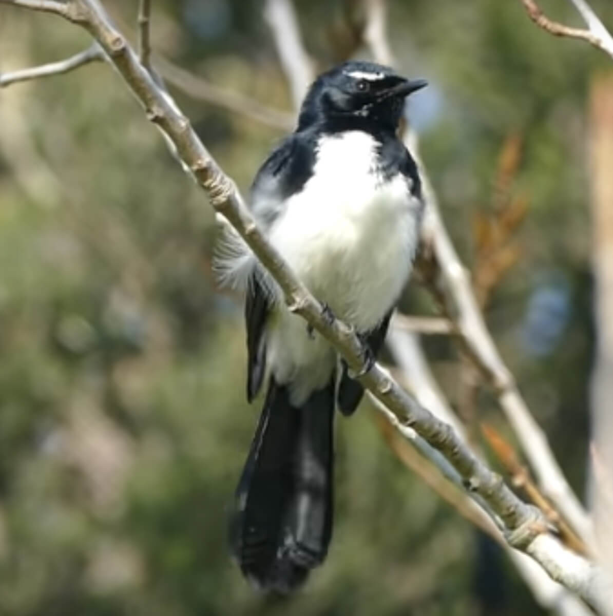 The willy wagtail augered a blessing, an omnipresent message from great spirit