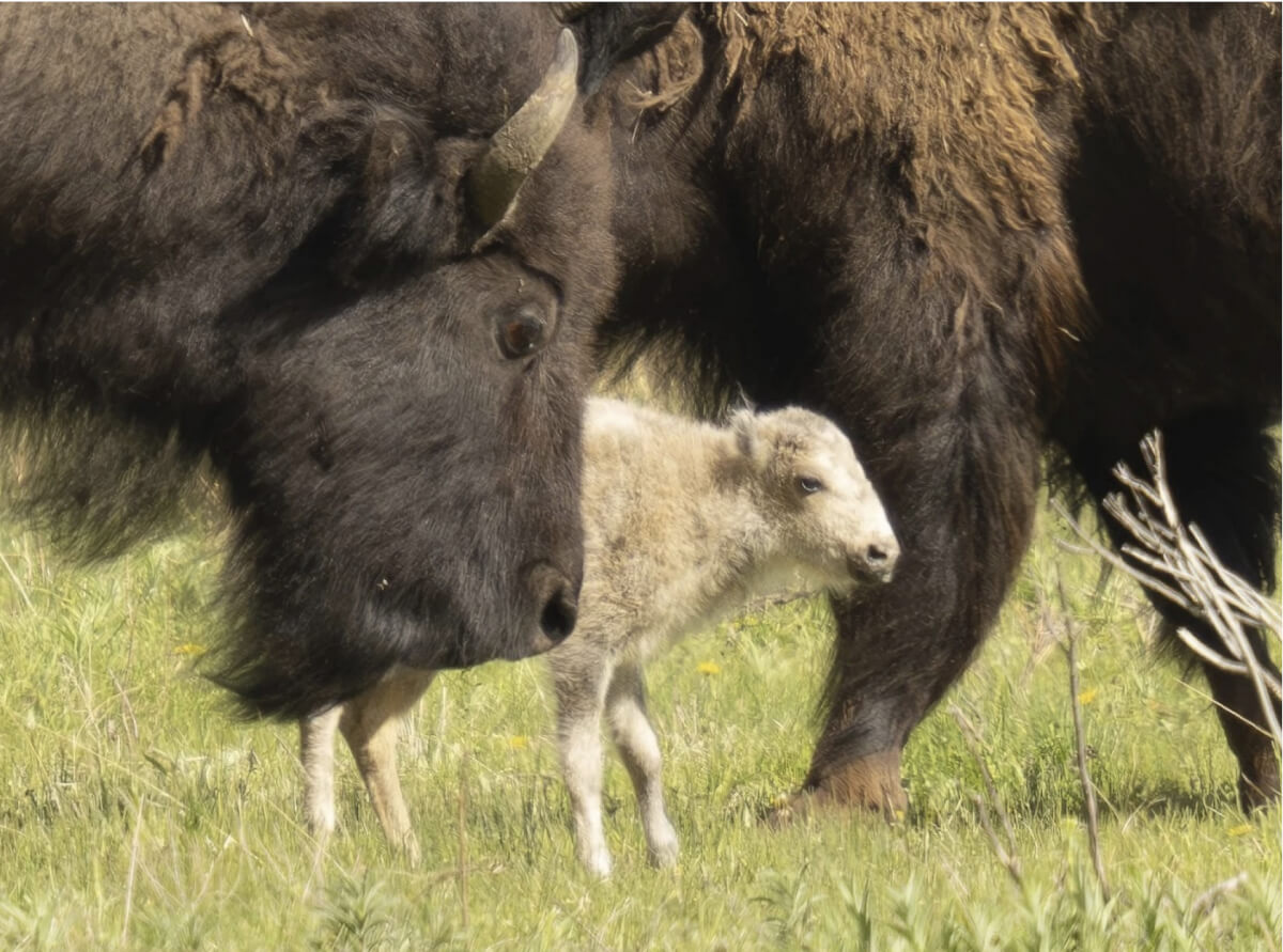 White buffalo Indian prophecy born in June, photo credits go to Jordan Creech